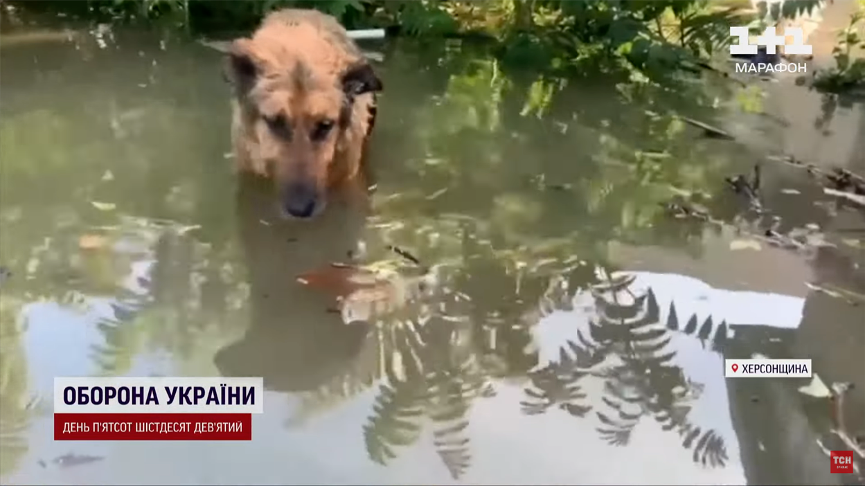До порятунку Багіра провела у воді півтора дня