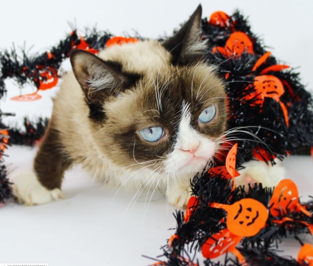Grumpy Cat