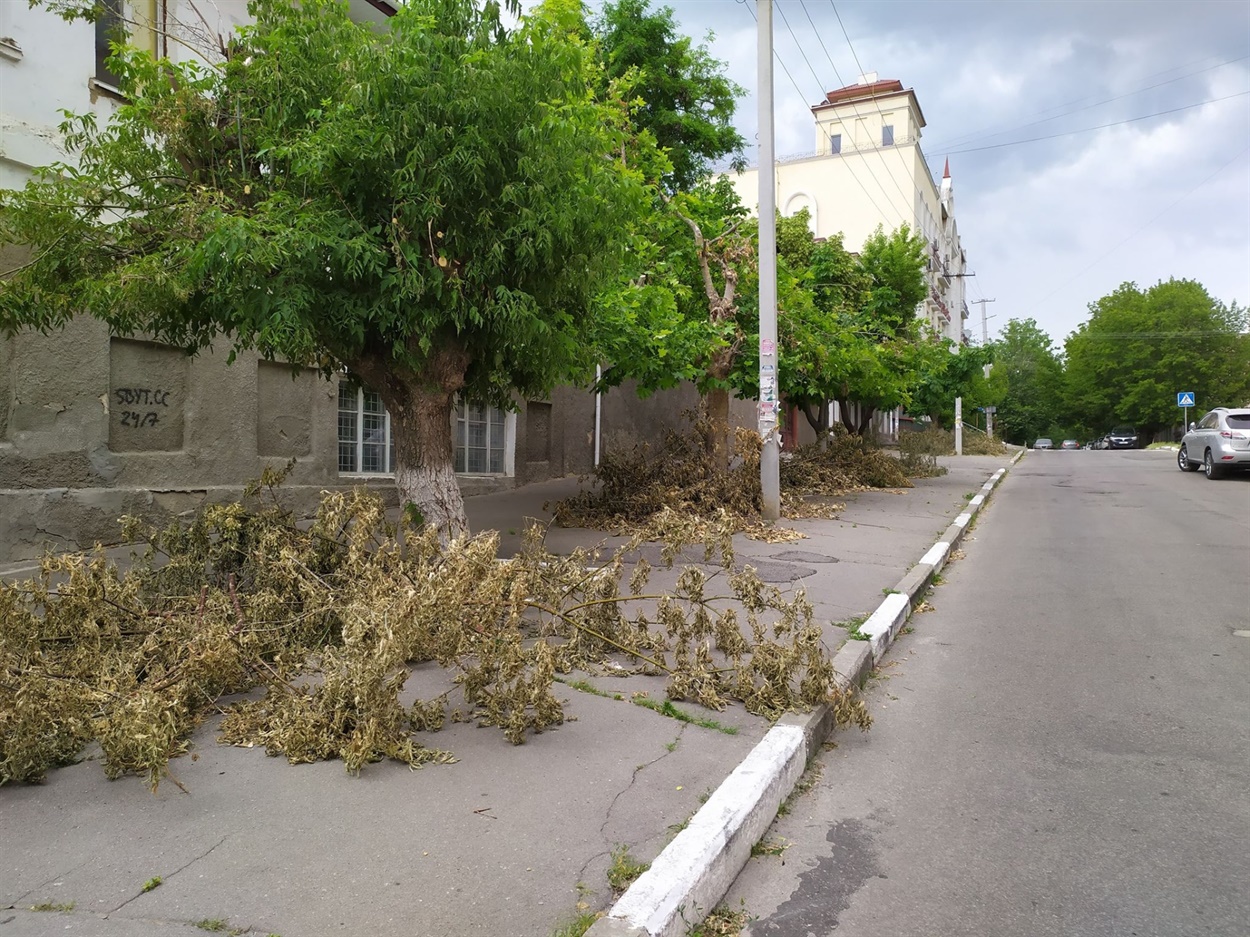 Сухі гілки по вулиці Богородицькій