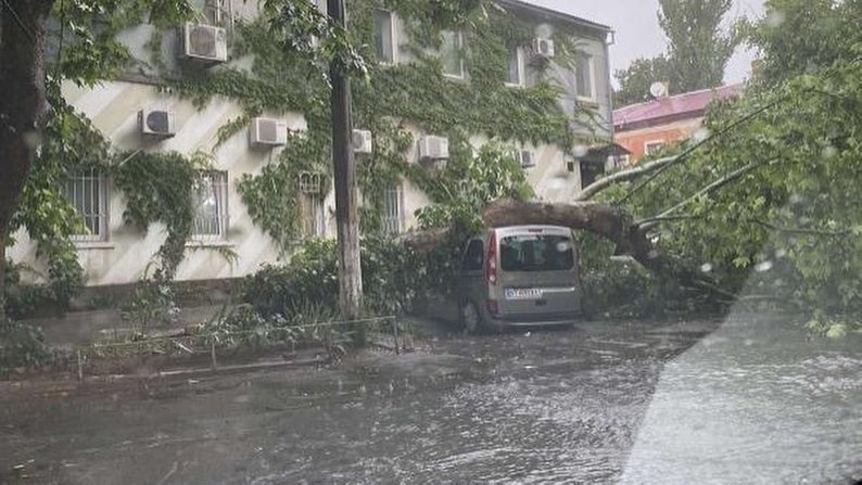 Повалене дерево по вулиці Богородицькій