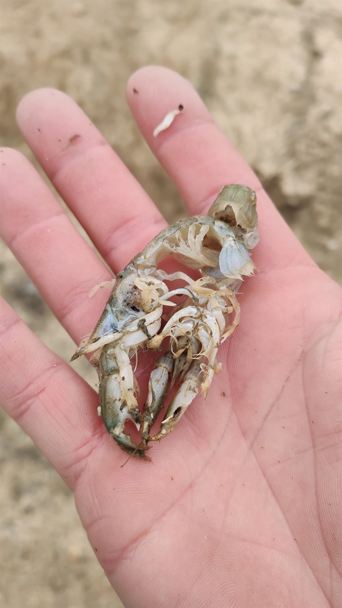 Морський крот в Азовському морі