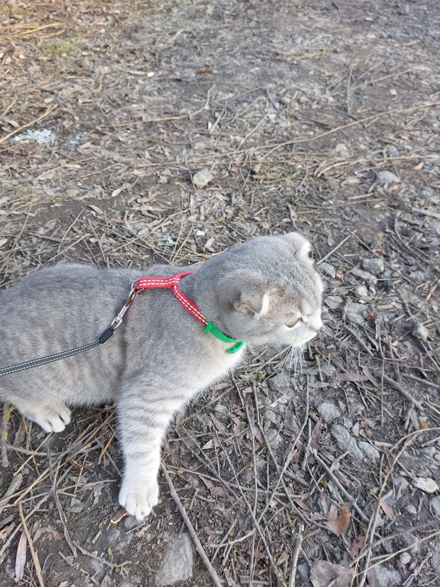 Котик Тіль на прогулянці під час евакуації з Херсона
