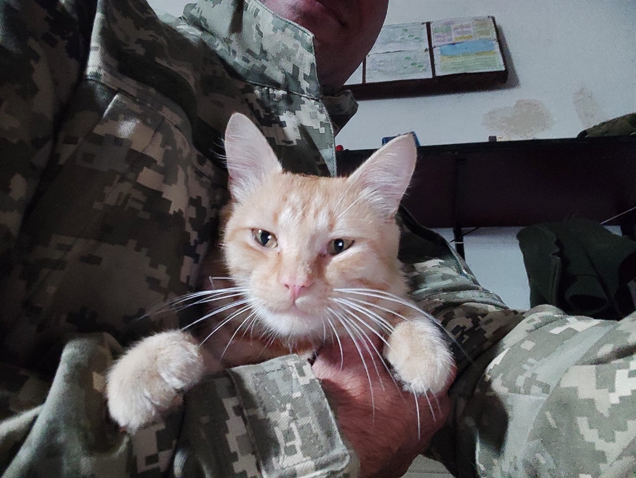 Бригадний котик в ЗСУ