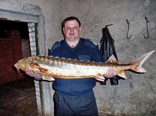 Кирило Стремоусов