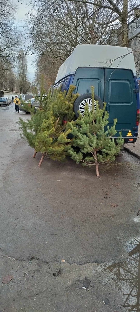 Ялинка на Дніпровському ринку в Херсоні 13.12.2023 року