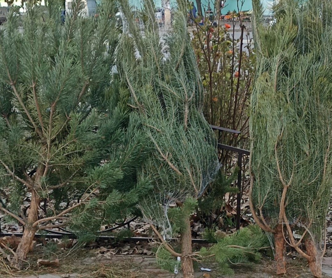 Ялинки в Херсоні 28.12.2023 року