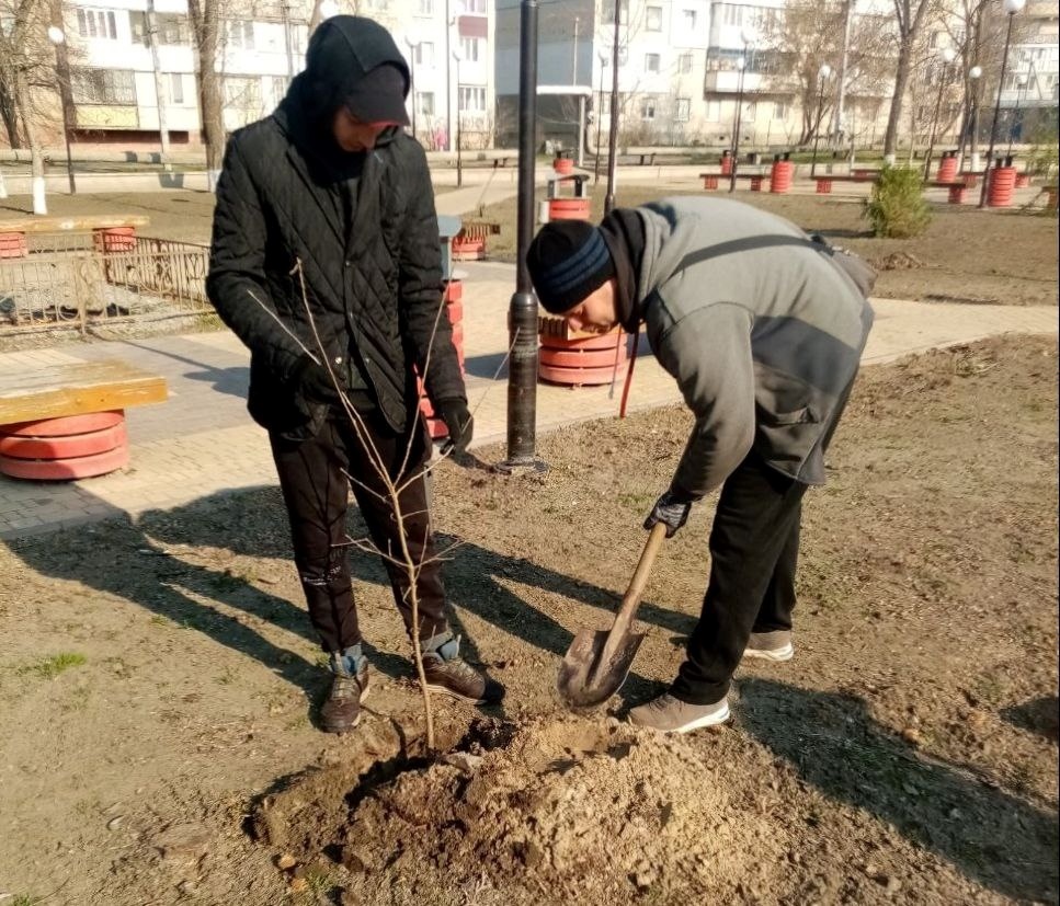 Окупанти висаджують дерева у Голій Пристані, весна 2024 року