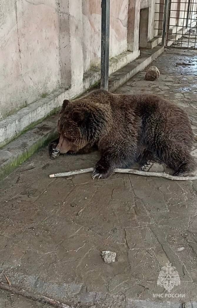 Врятований після пожежі ведмідь у зоопарку Євпаторії
