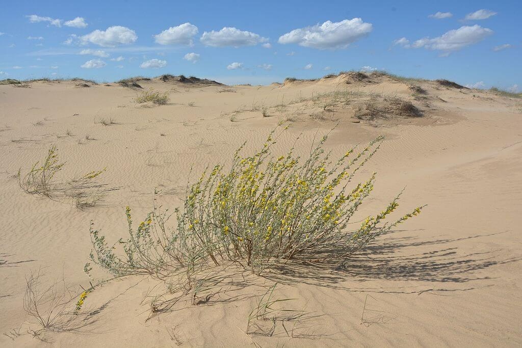 Олешківські піски до окупації росіян