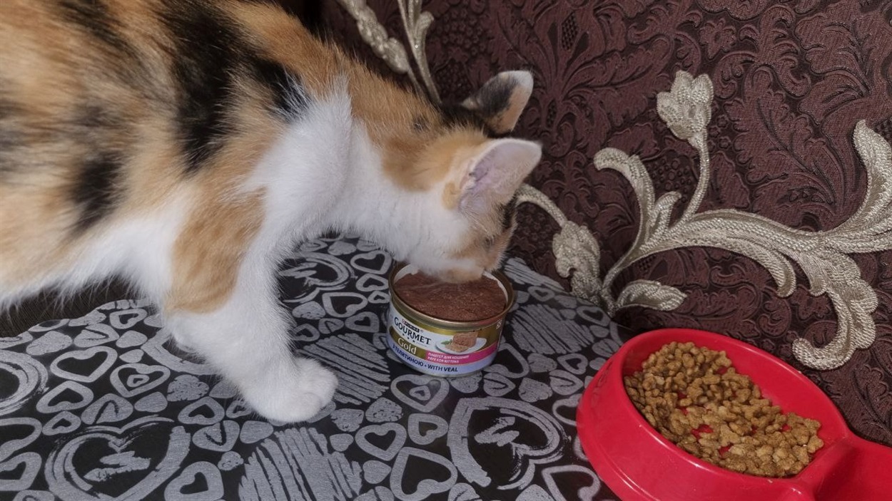 Котики в Херсоні
