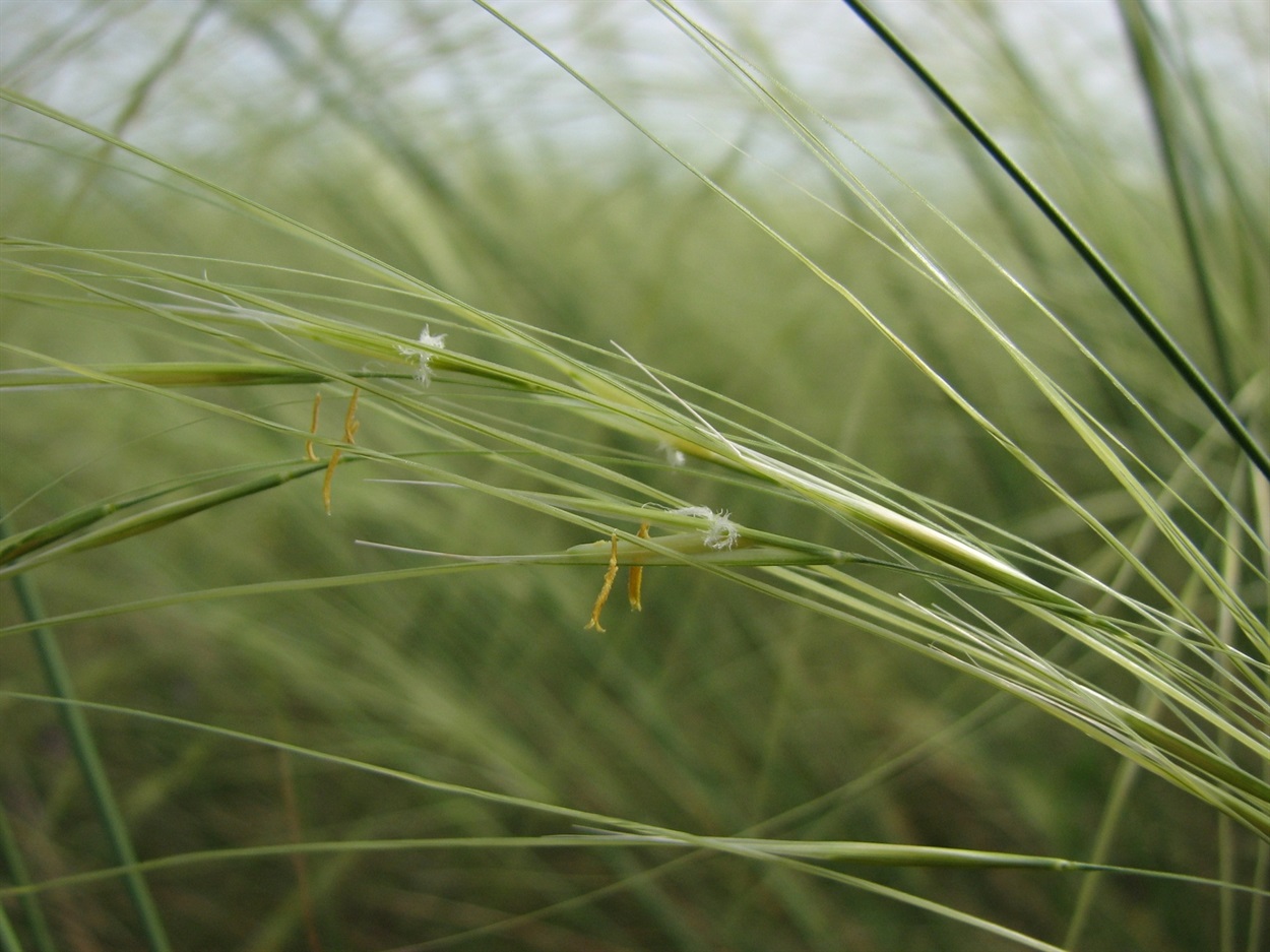 Цвітіння ковили волосистої Stipa capillata в заповіднику «Асканія-Нова»