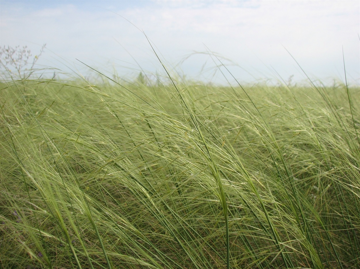 Цвітіння ковили волосистої Stipa capillata в заповіднику «Асканія-Нова»