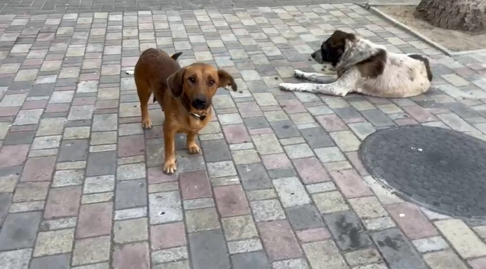 Херсонські песики чекають на смакоту