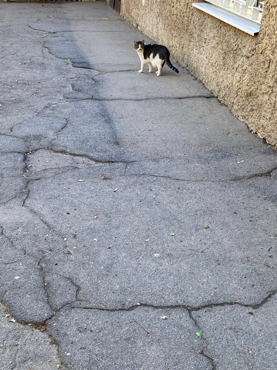 Котик у Херсоні