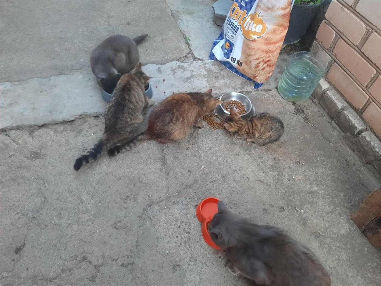 Білозерські котики дочекались корму від Кавун.City