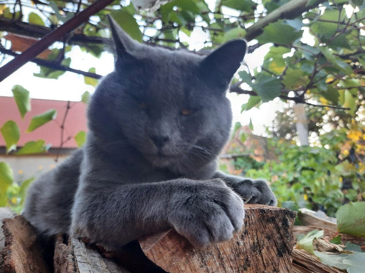 Білозерський котик чекає на наступну посилочку