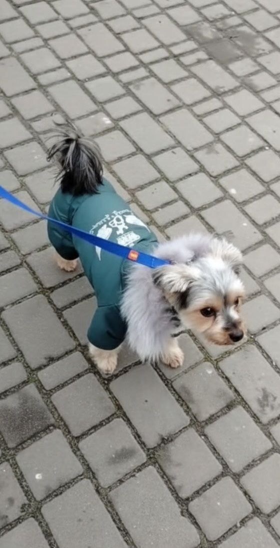 Арчі з новими господарями