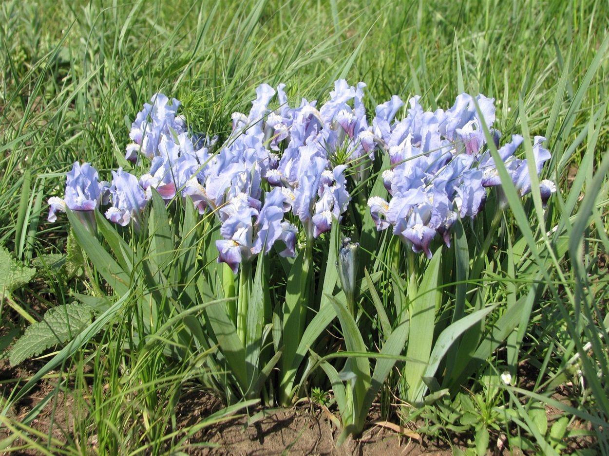 Півники маленькі
