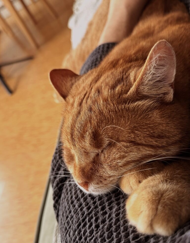 Котик Андрій