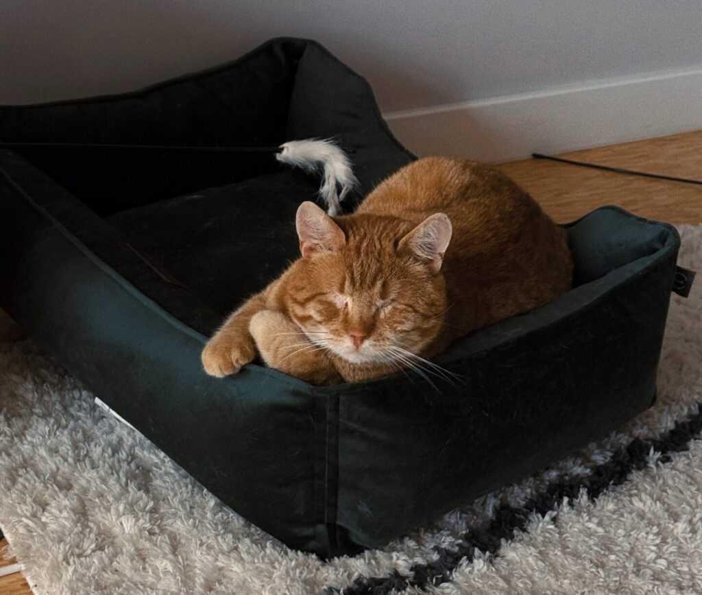 Котик Андрій