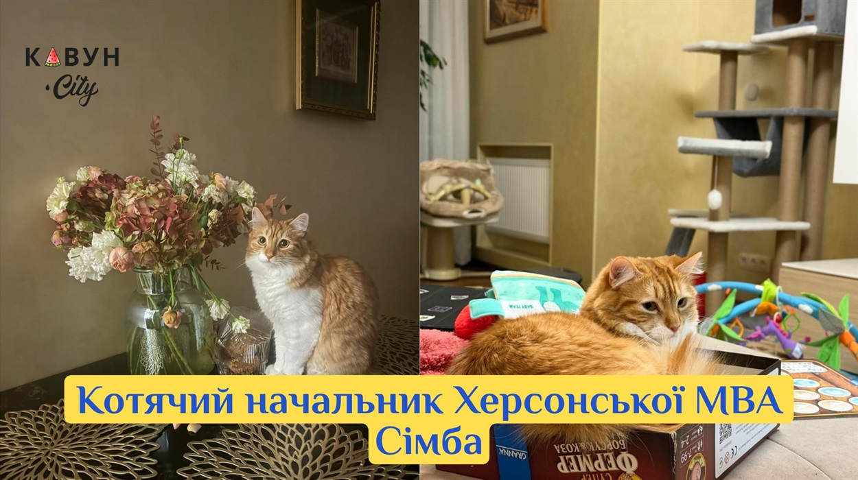 Котячий начальник Херсонської МВА Сімба
