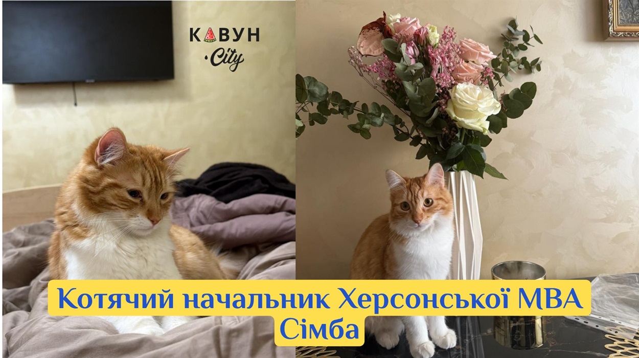 Котячий начальник Херсонської МВА Сімба