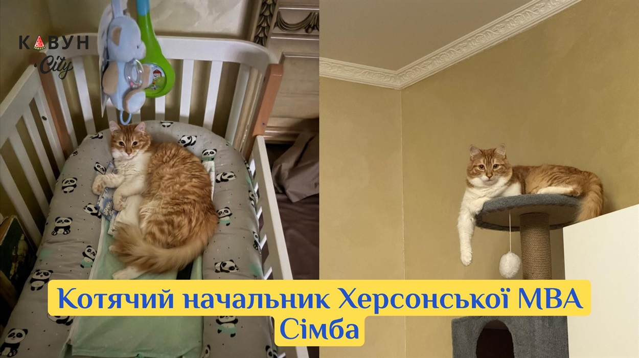 Котячий начальник Херсонської МВА Сімба