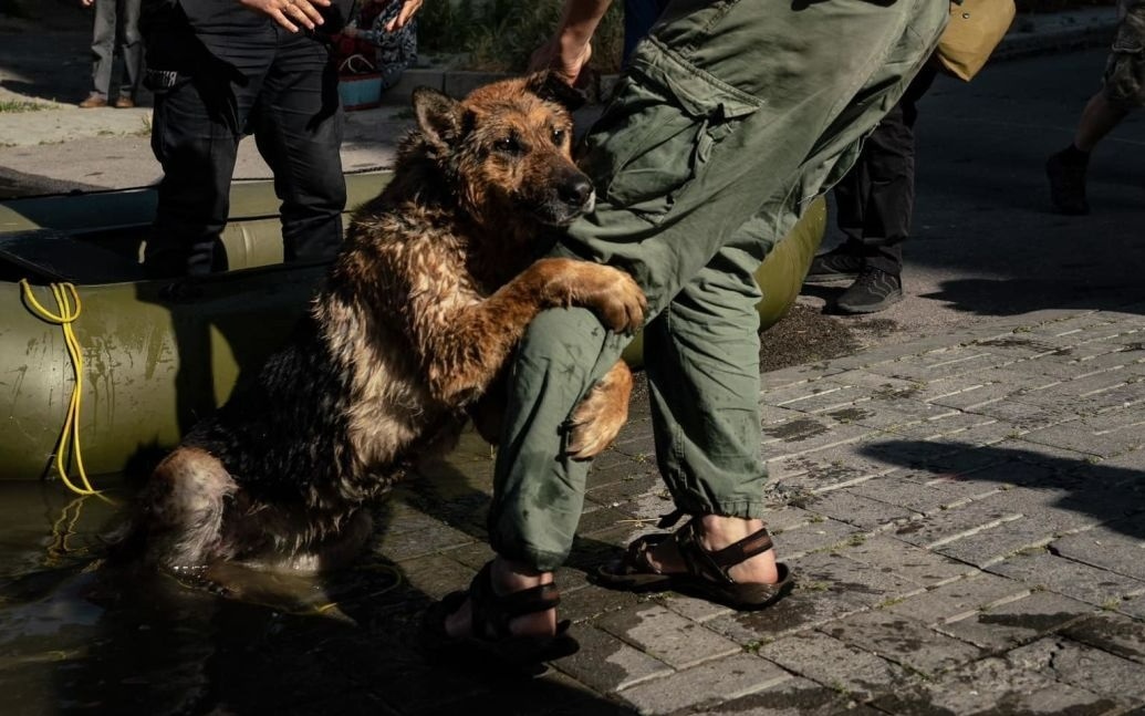Багіра у перші хвилини після свого порятунку