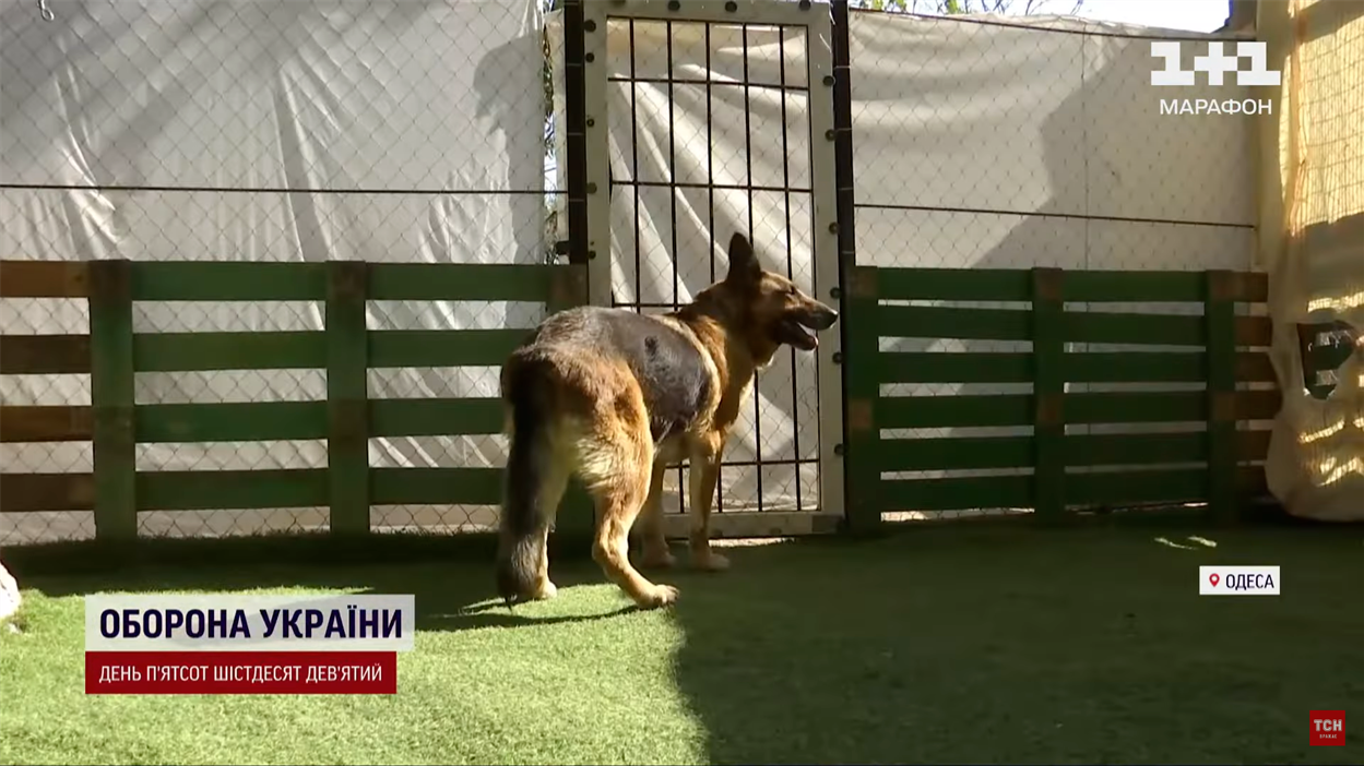Багіра зараз живе у собачому притулку в Одесі